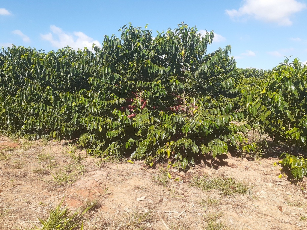 commercial-/-agricultural-2-quartos-rural-campanha-mg
