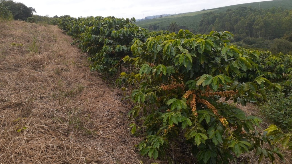 commercial-/-agricultural-2-quartos-rural-campanha-mg