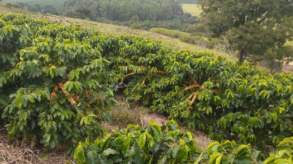 commercial-/-agricultural-2-quartos-rural-campanha-mg