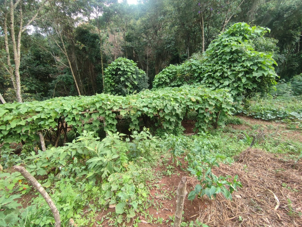 residential-/-farm-ranch-4-quartos-12000m2-piripau-lambari-mg